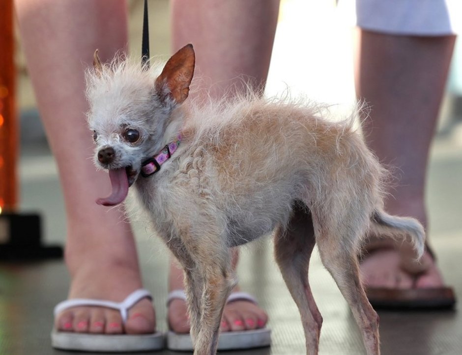 Поденко Андалуз порода собак