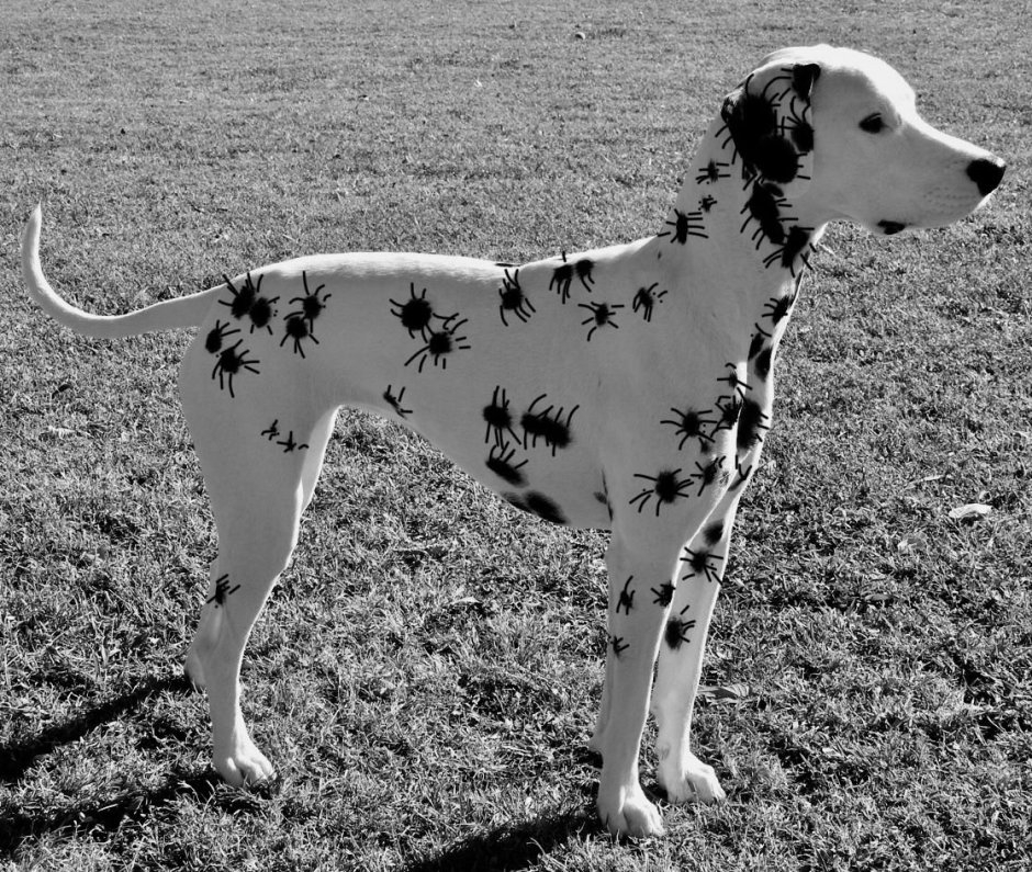 Бультерьер терьер