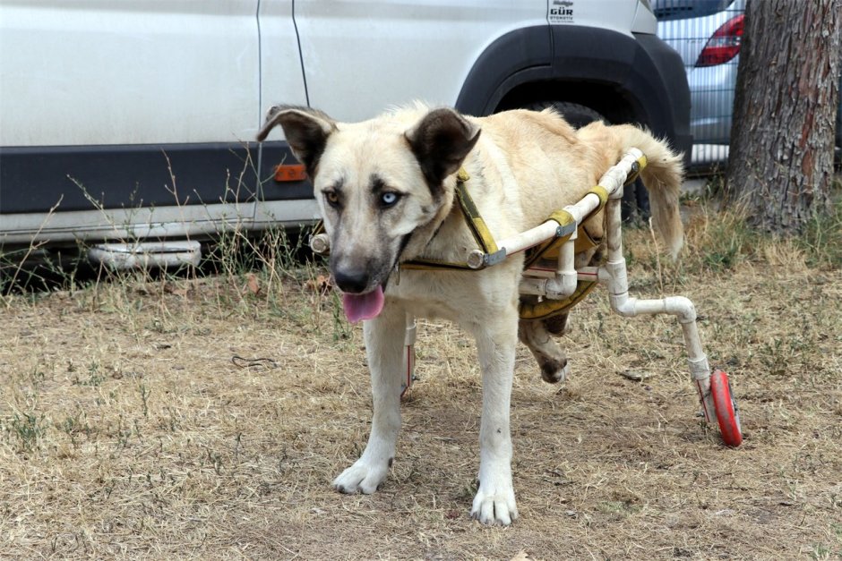 Поденко Канарио черный