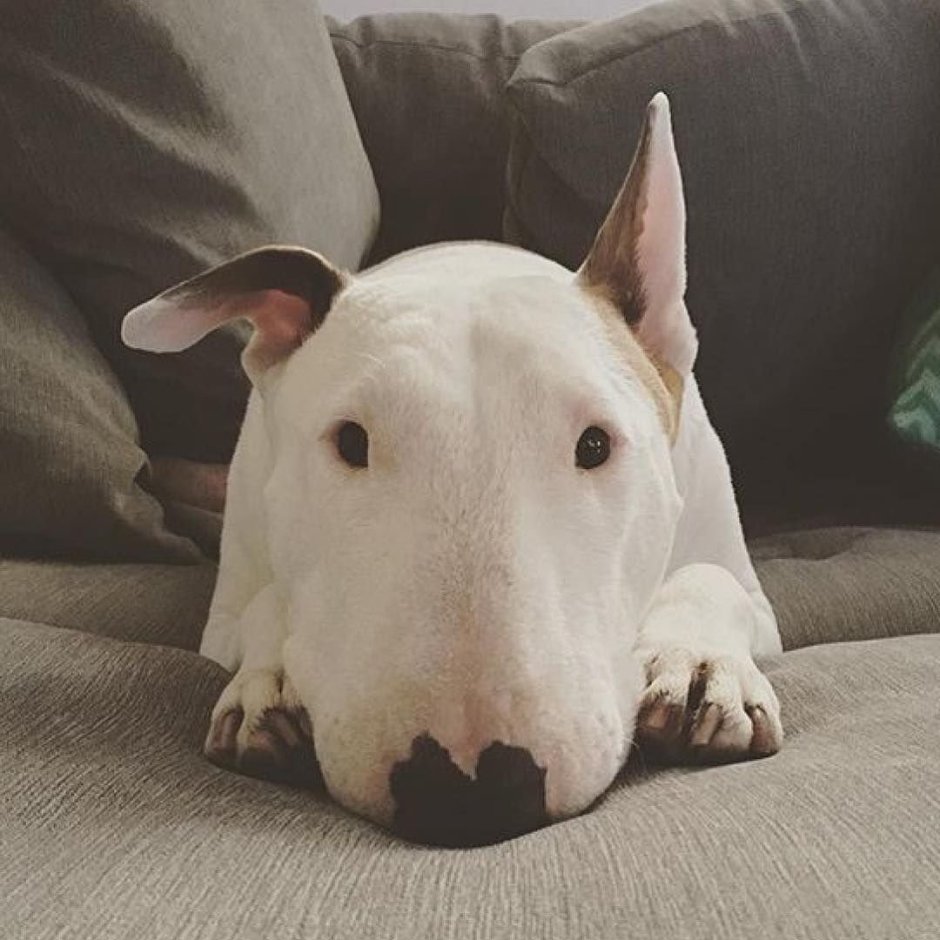 Собаки с большими носами