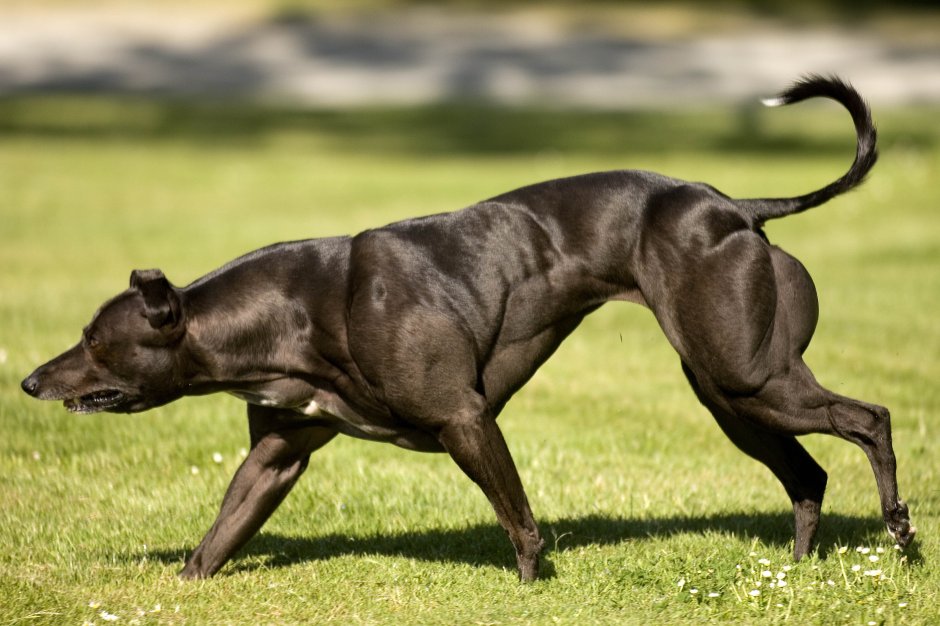 Бега борзая собака Грейхаунд