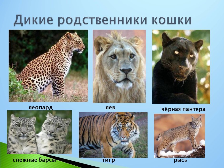Тигр зверь Муай Тай