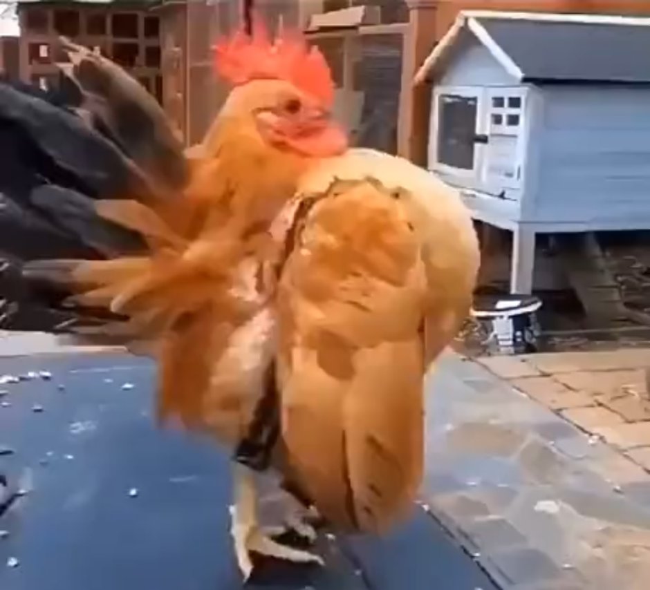Курица прикол