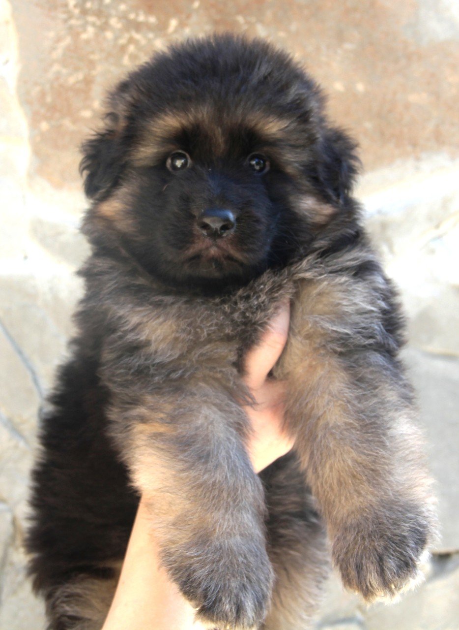 Аусси австралийская овчарка