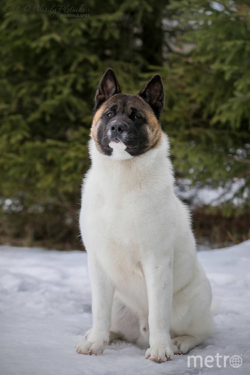 Мраморная аусси австралийская овчарка