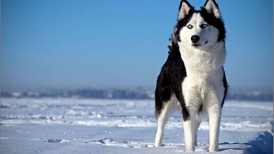 Байкальский маламут