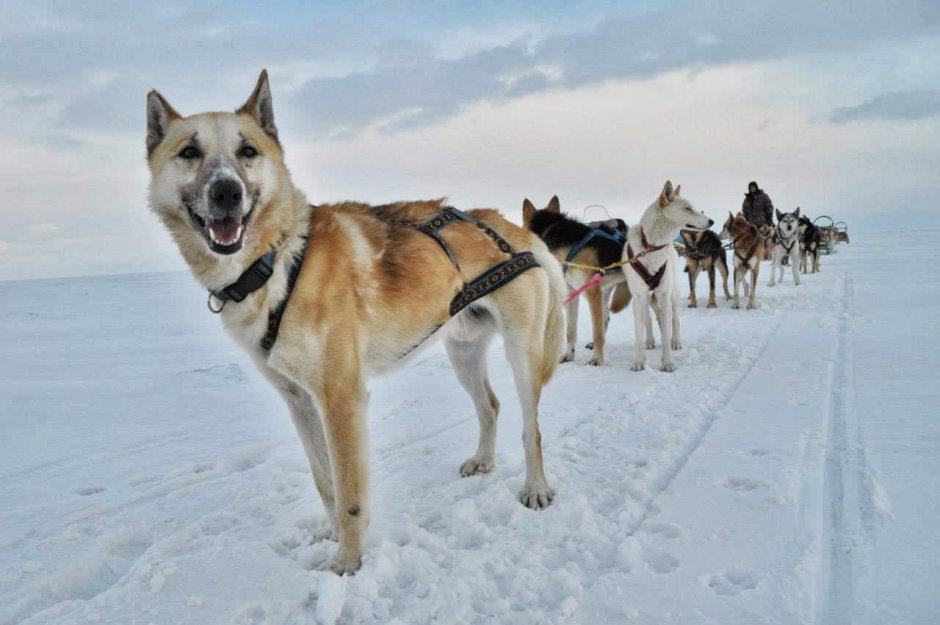 Усадьба Тюрюминых хаски