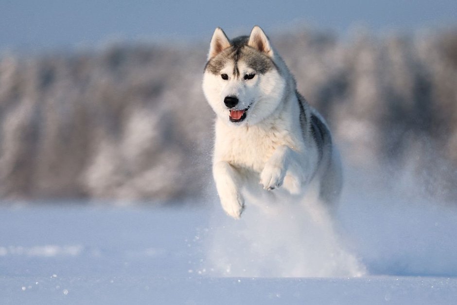 Шотландский бордер колли