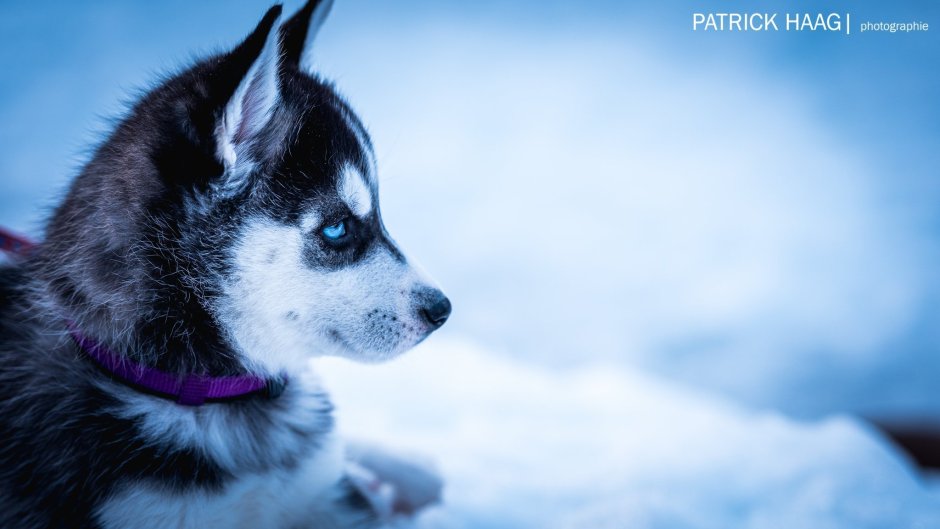 Байкал хаски в упряжке