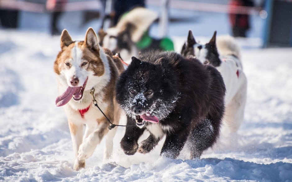 Акито ино собака американская