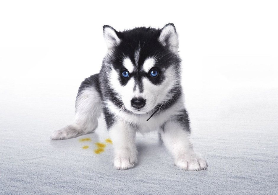 Усадьба Тюрюминых хаски