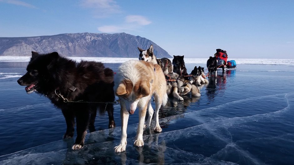 Сибирский хаски щенки