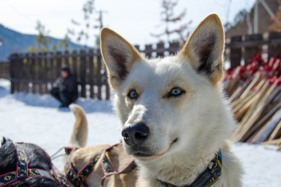 Эскимосская собака детки в клетке