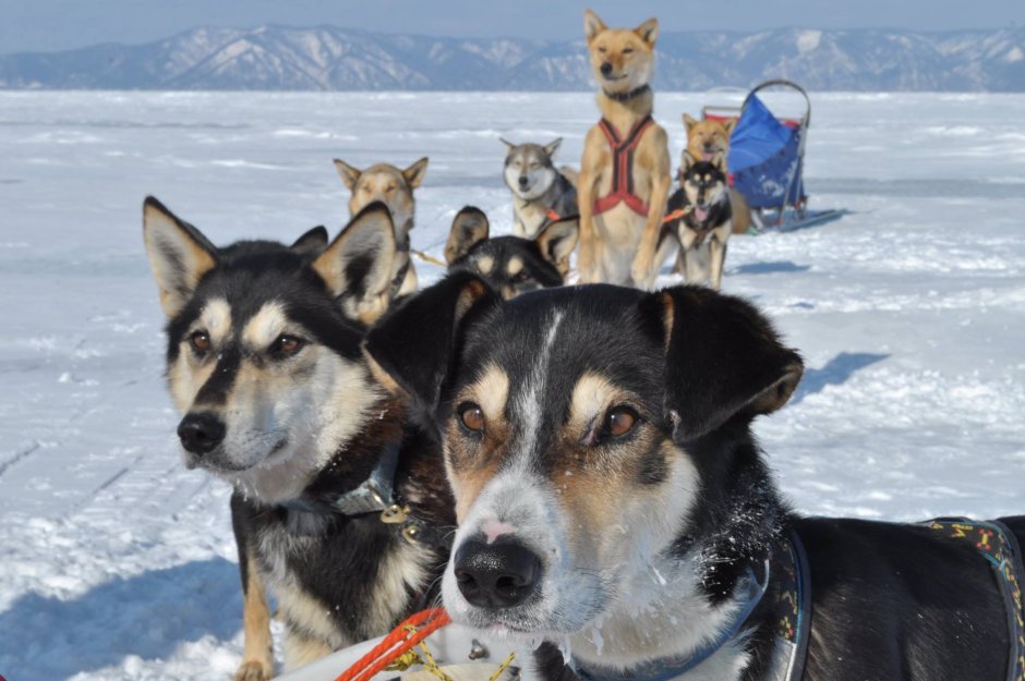 Порода собак Уэльская овчарка