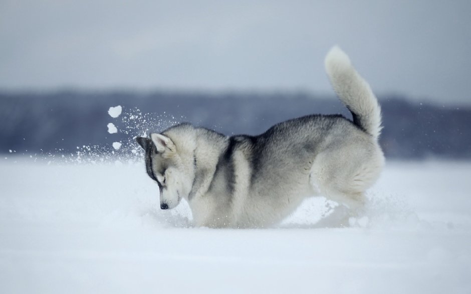 Порода собак швацнаузер