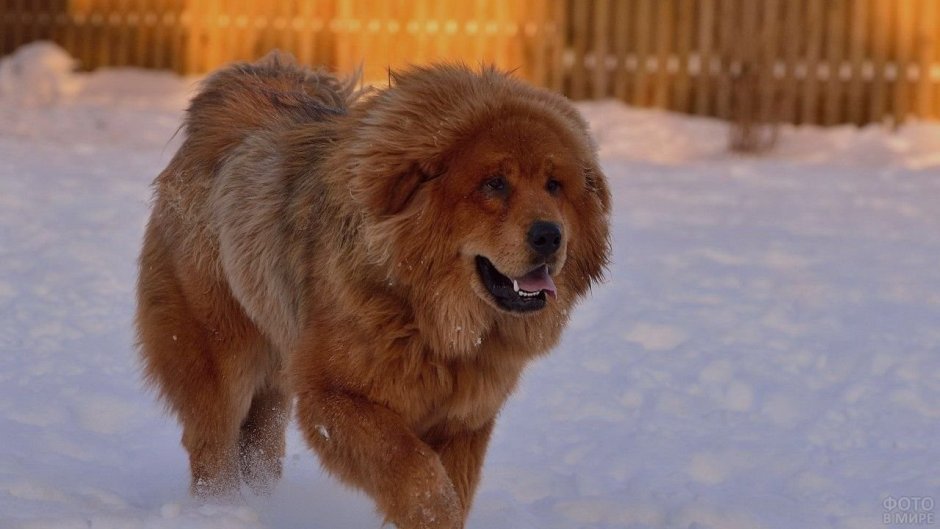 Байкальский Баскервилька