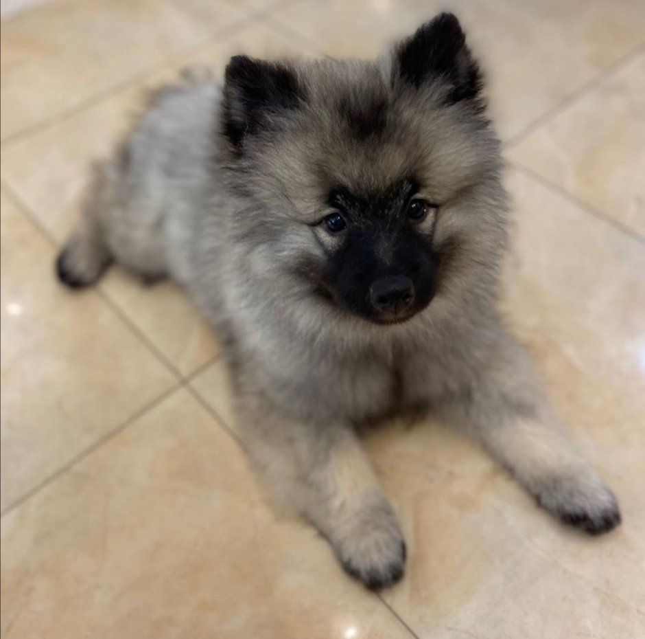 Порода хаски