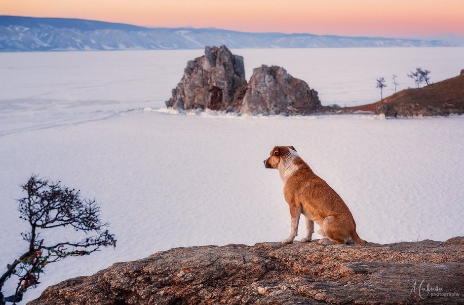 Бельки нерпы на Байкале