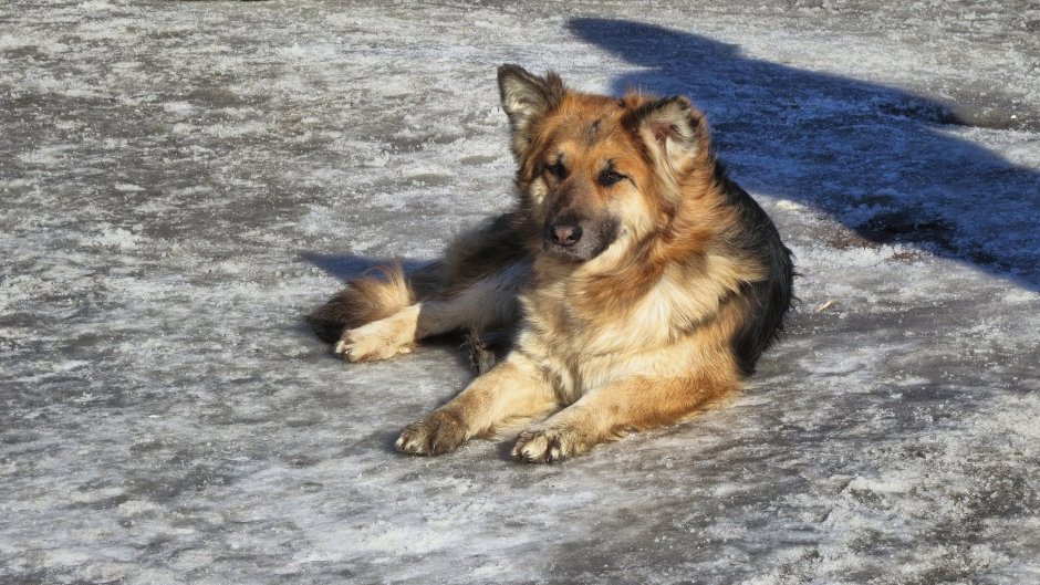 Тибетский мастиф черный