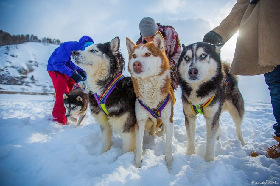 Хаски щенок