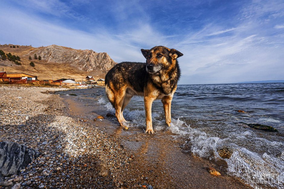Ольхон нерпы