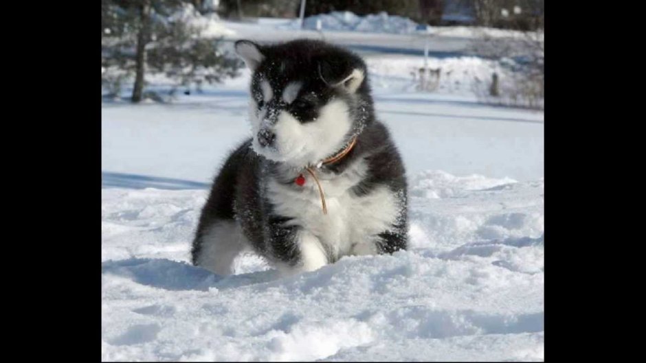 Бордер колли в снегу