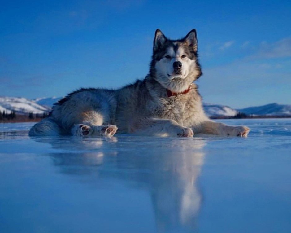 Териберка хаски