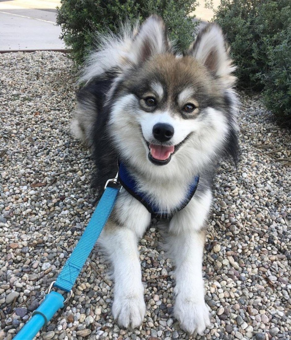 Нерпа Белек озера Байкал