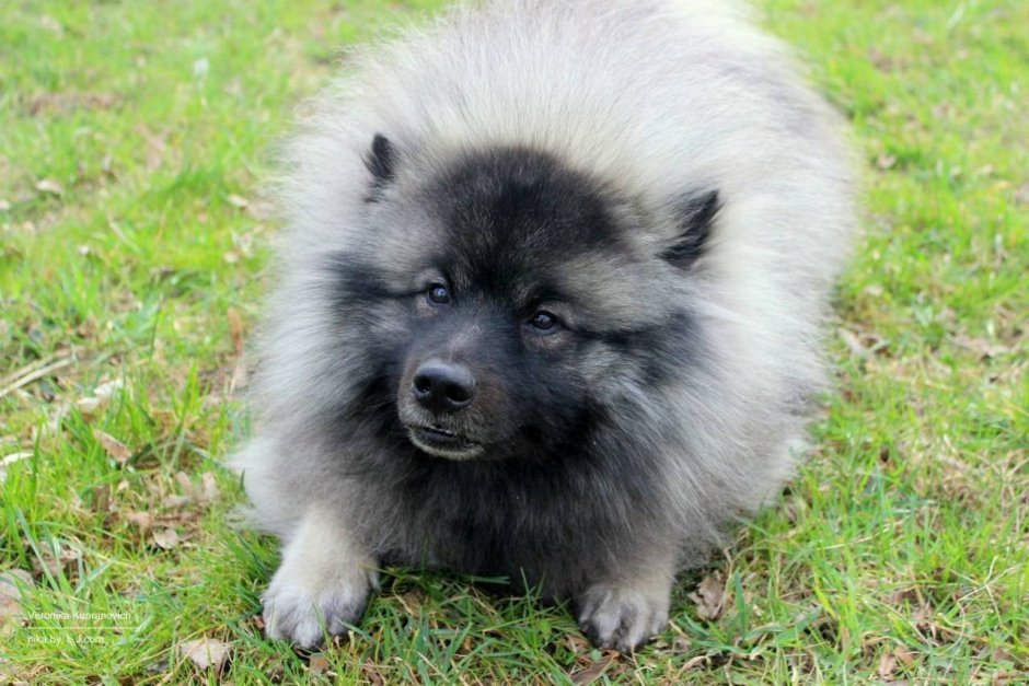 Байкальский Баскервилька порода собаки