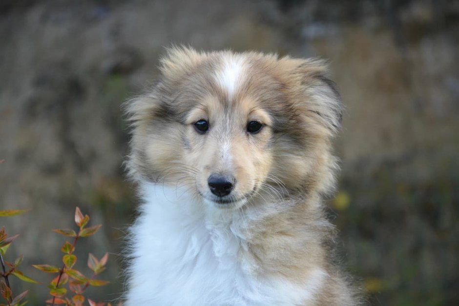 Сибирский хаски щенки