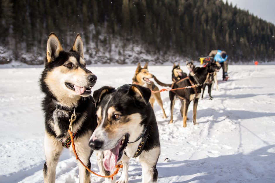 Хаски собака зима