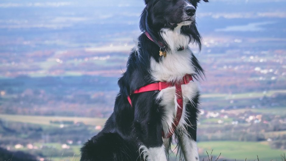 Тибетский мастиф и алабай