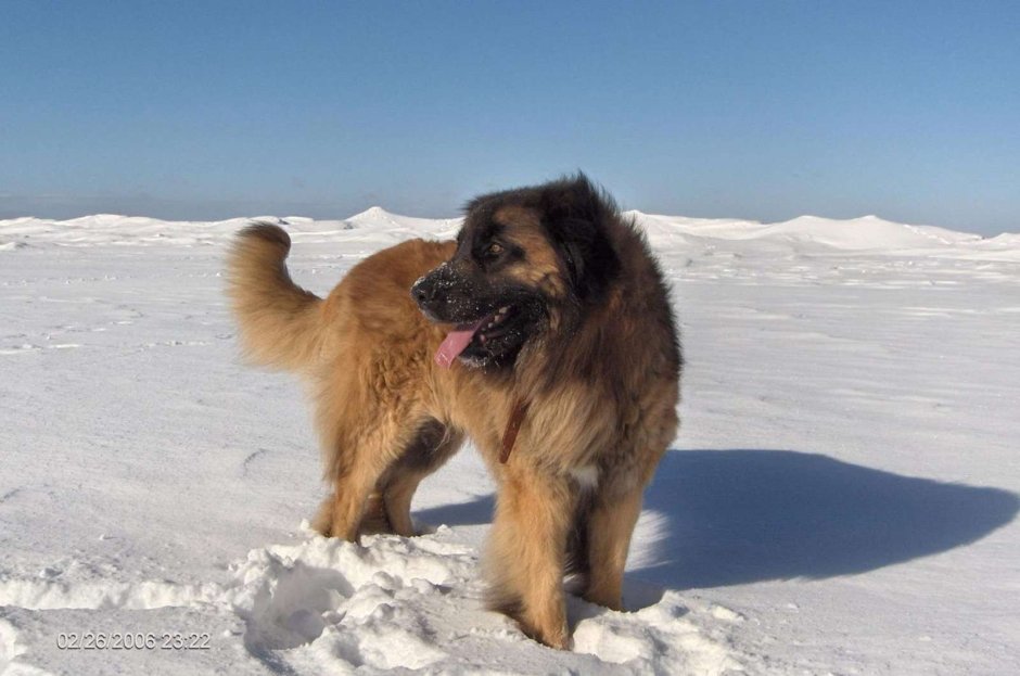 Зов предков фильм 2020 бэк