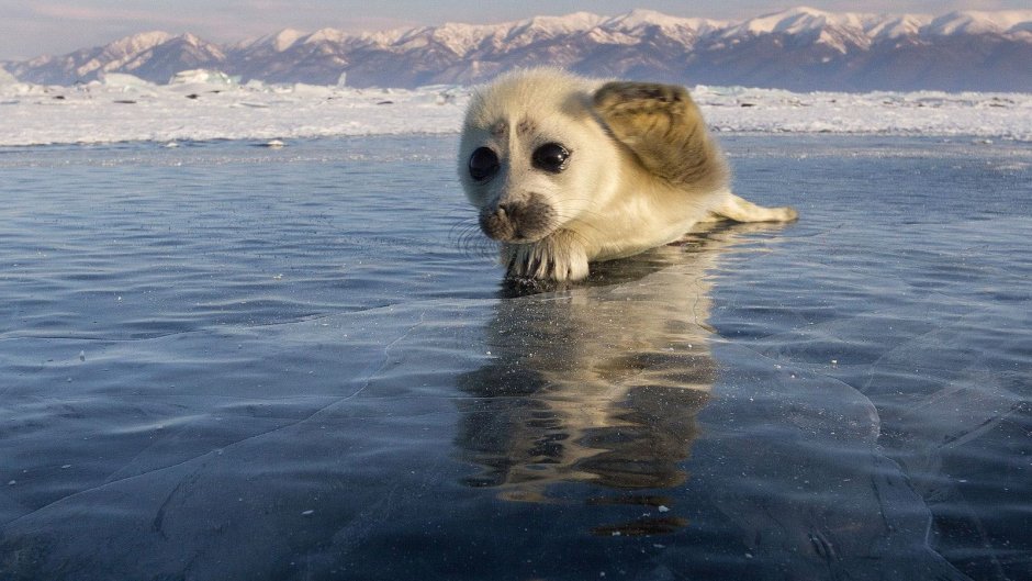 Собака Байкал