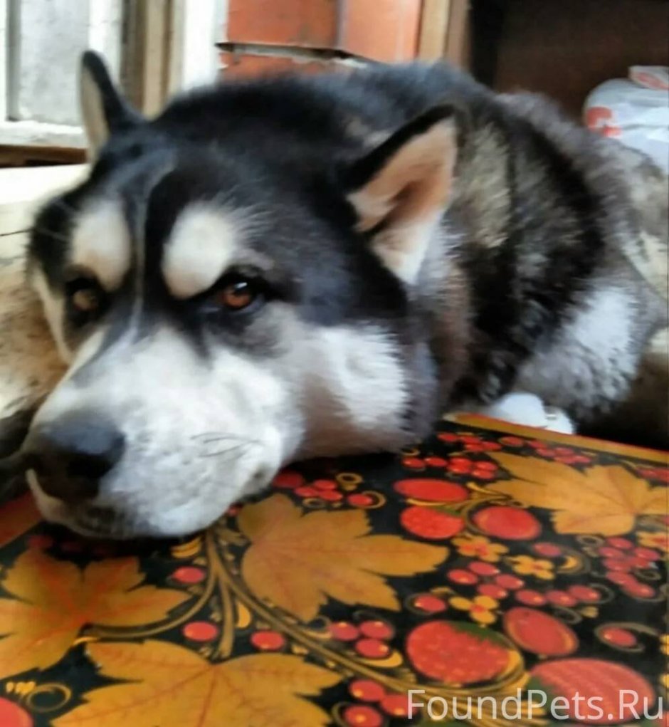 Байкальский Баскервилька порода собаки