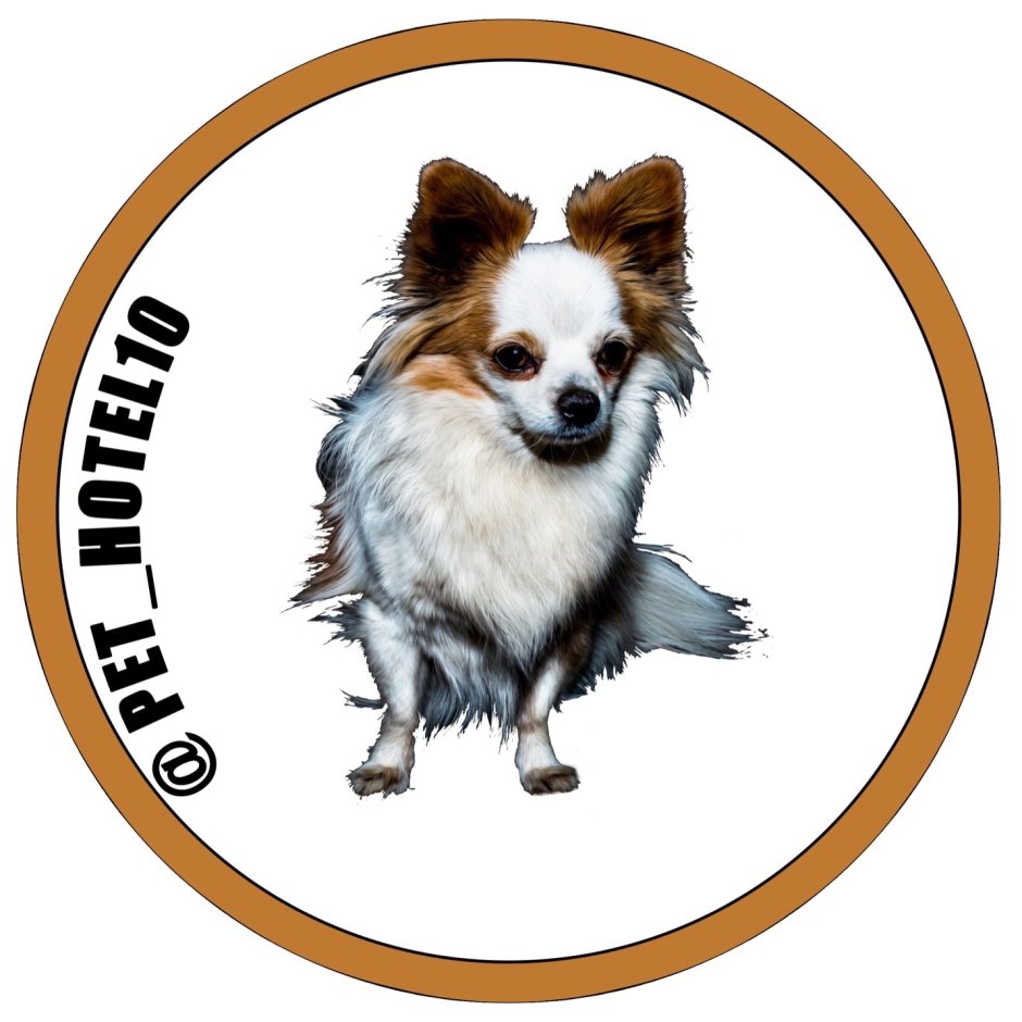 Снежная хаски