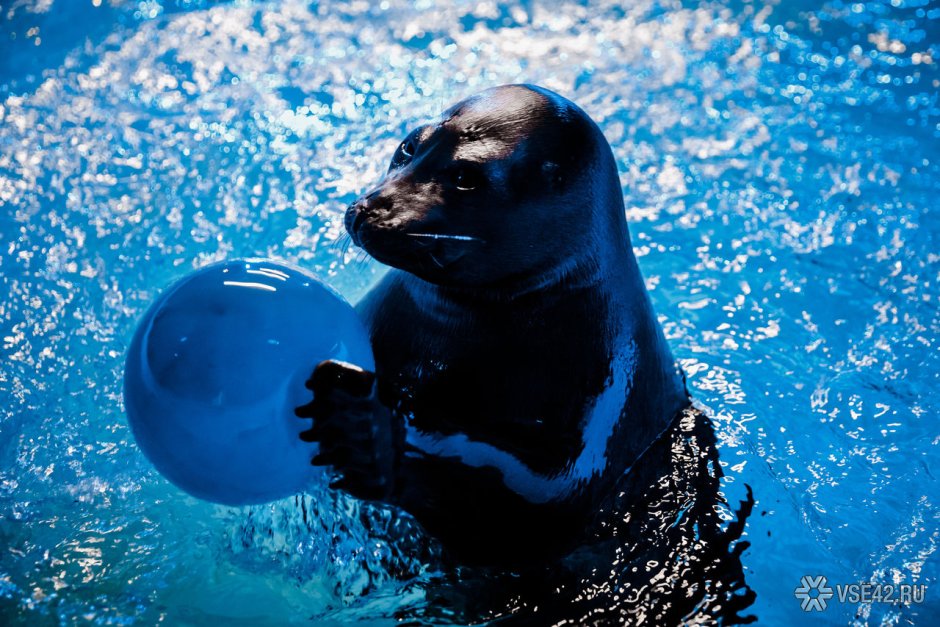 Байкальские хаски порода