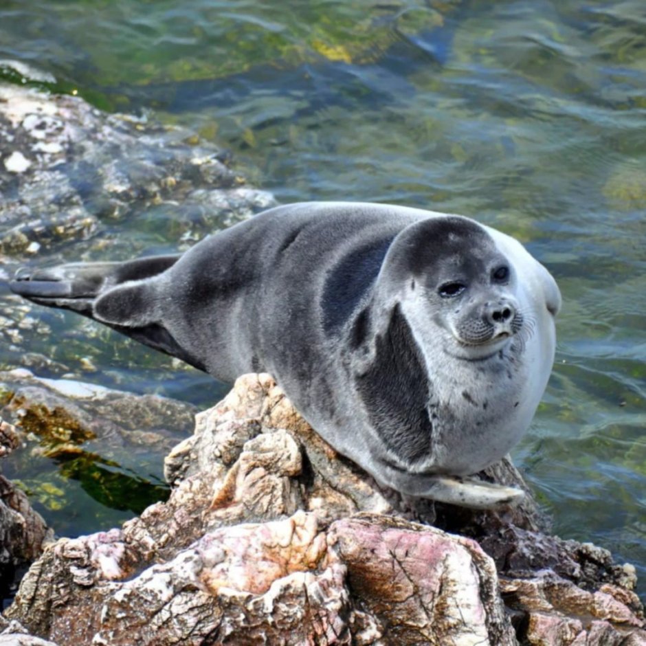 Кольчатая Нерпа Белек