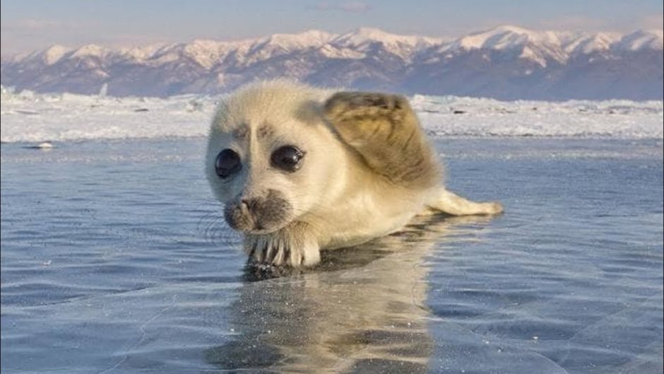 Кеесхонд вольфшпиц