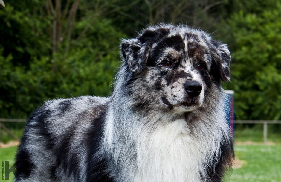 Собака тибетский мастиф злой