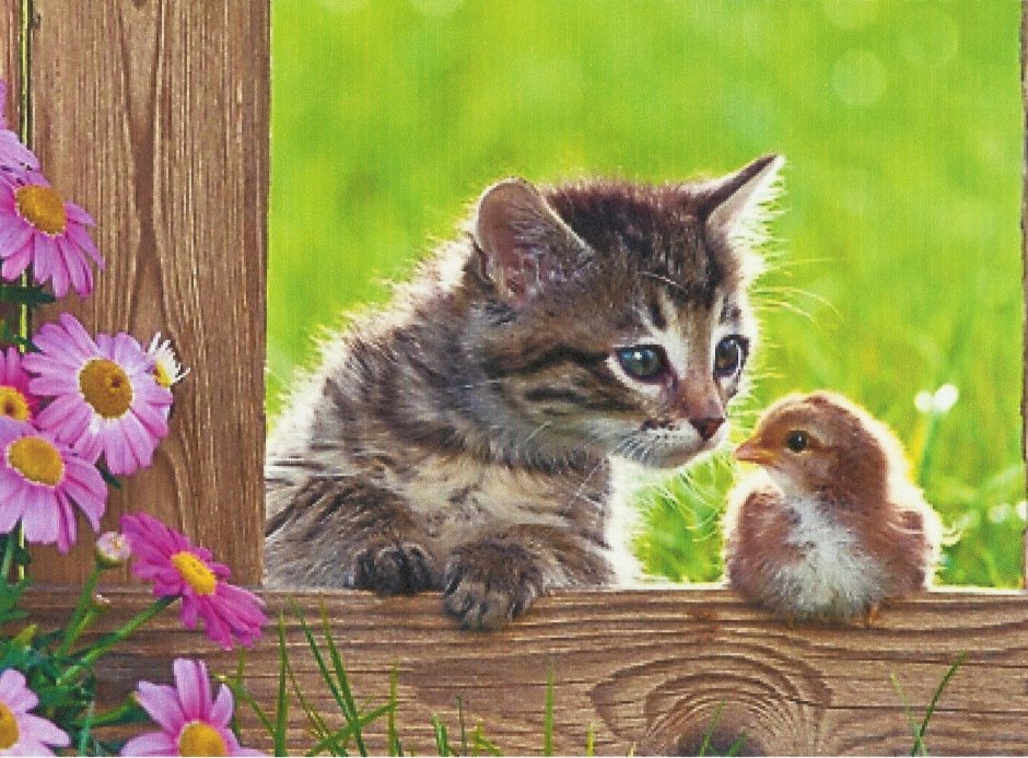 Птички для кошек