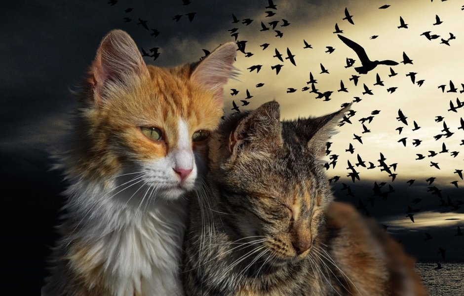 Любовь кота и птицы