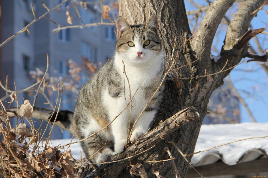 Весна коты