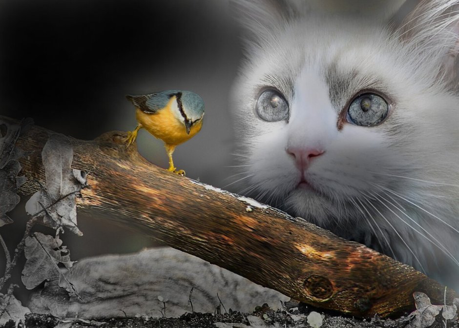 Птички для кошек