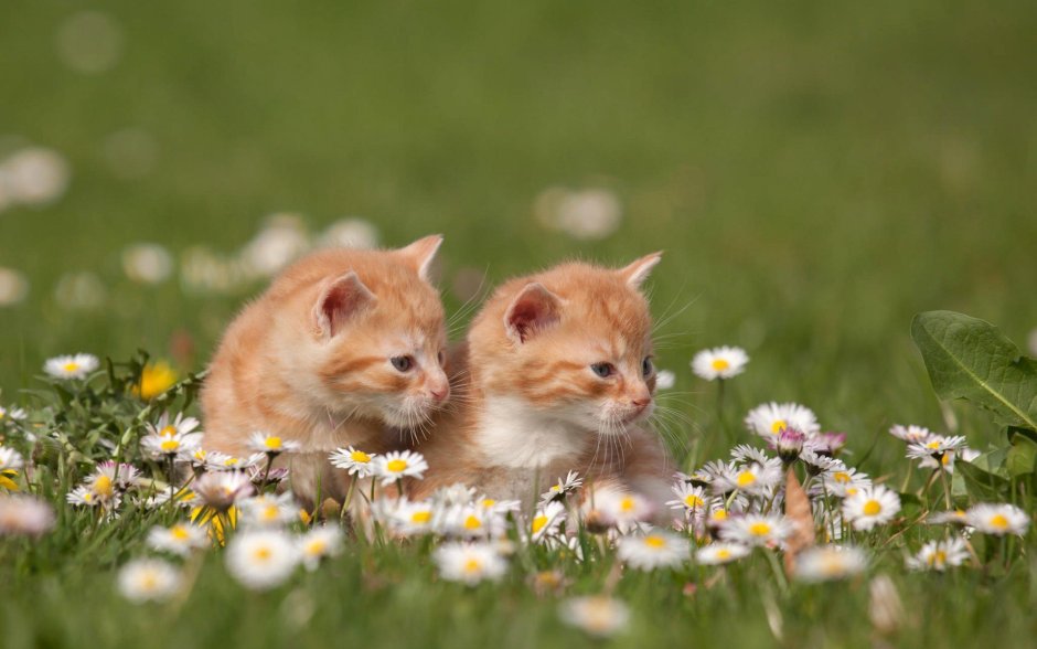 Котики на природе летом