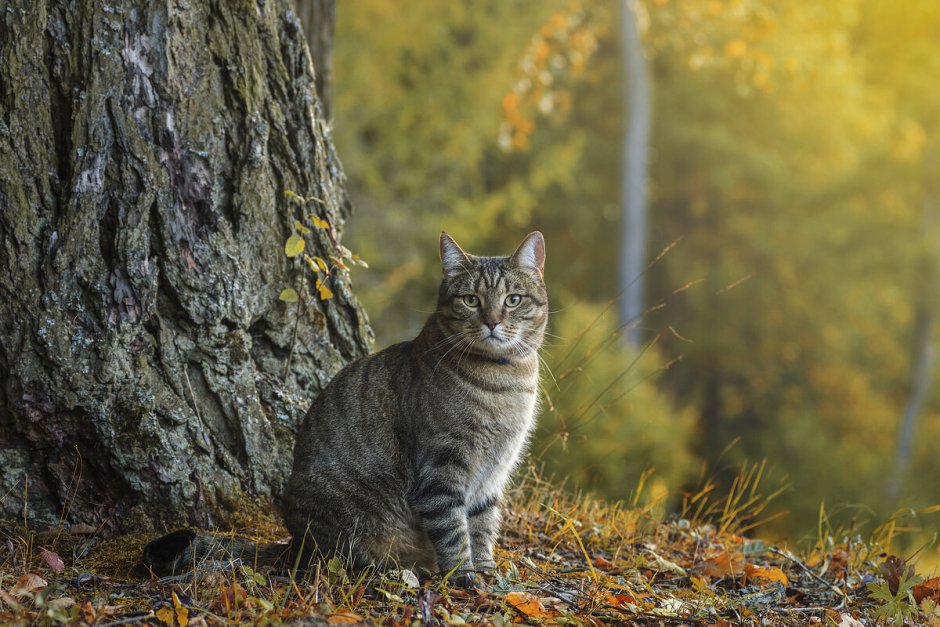 Осенний кот
