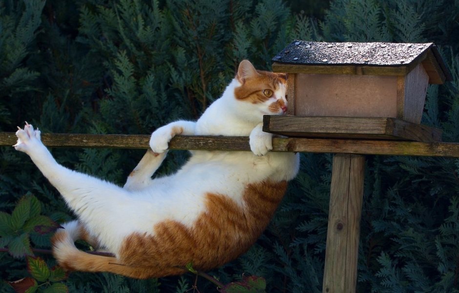 Кот в кормушке для птиц