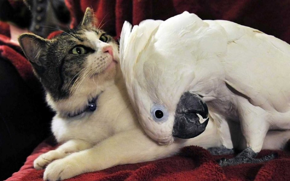 Кот и попугай
