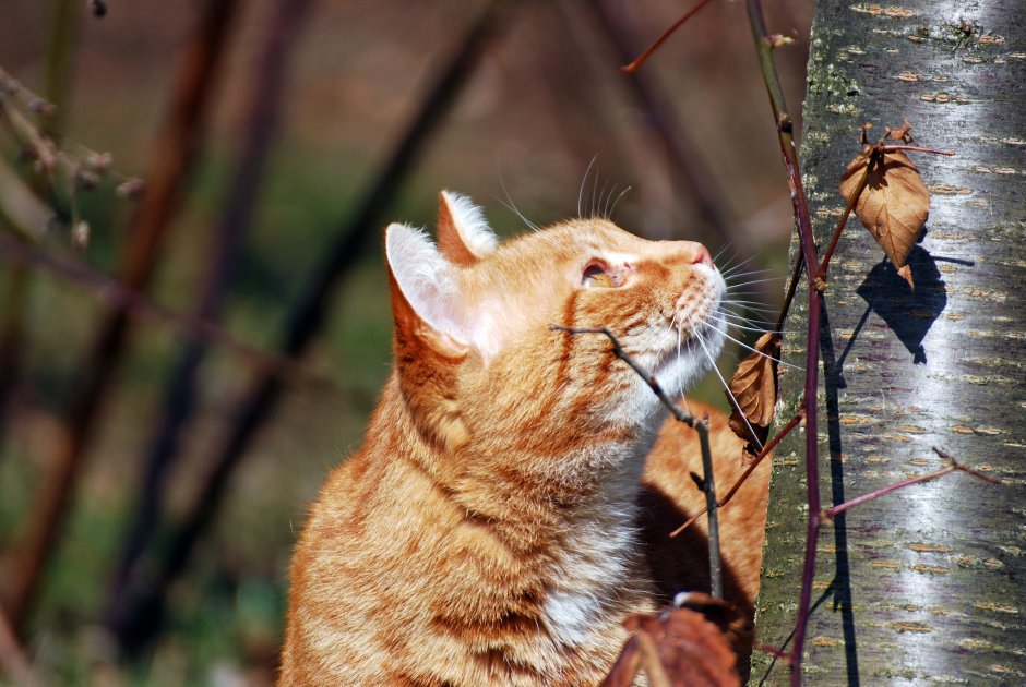 Кот на осеннем дереве