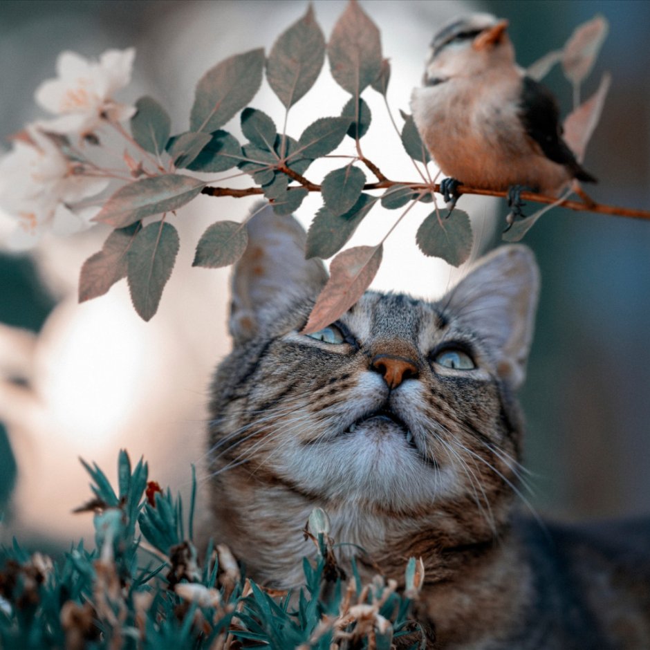 Кот и птичка